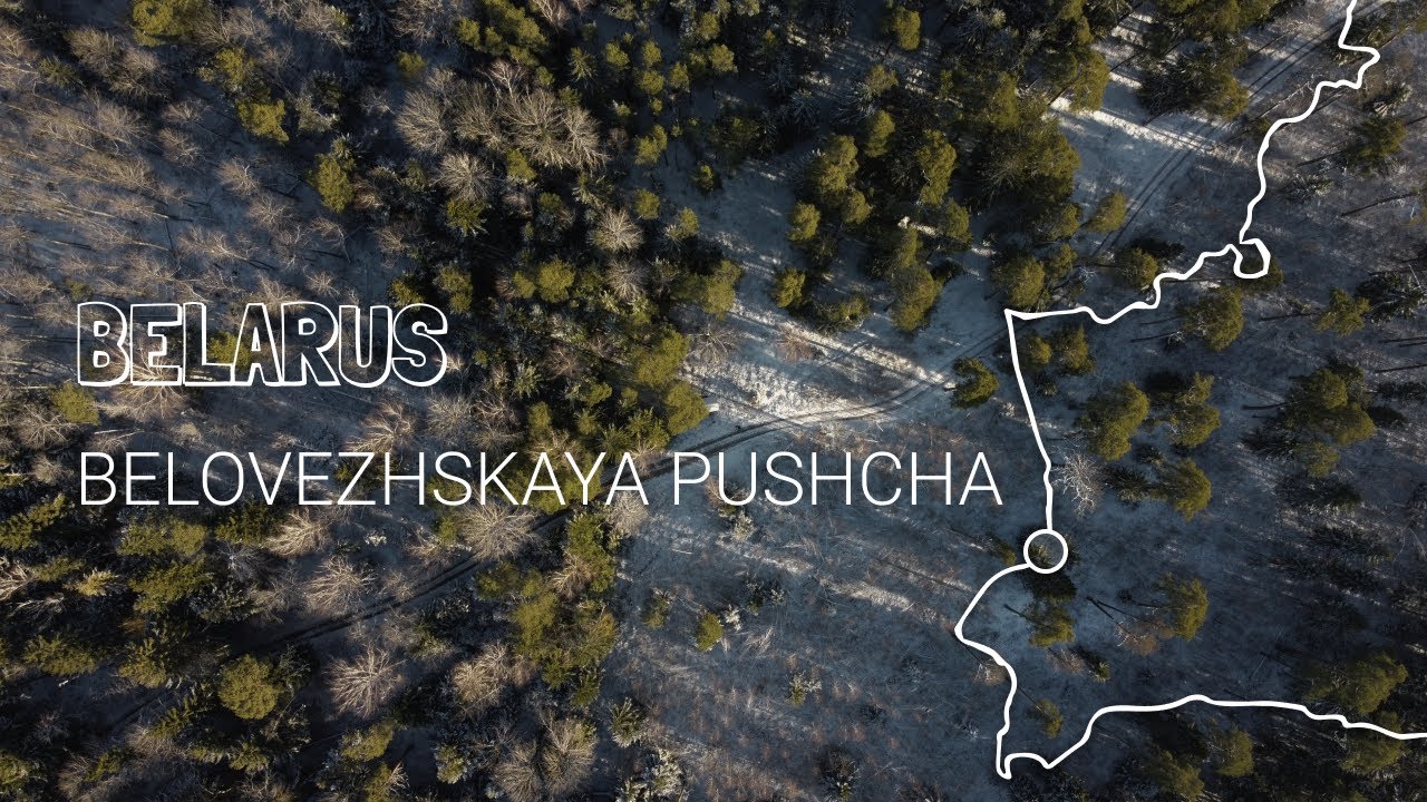 Беловежская Пуща / 4K/ Погружение в атмосферу