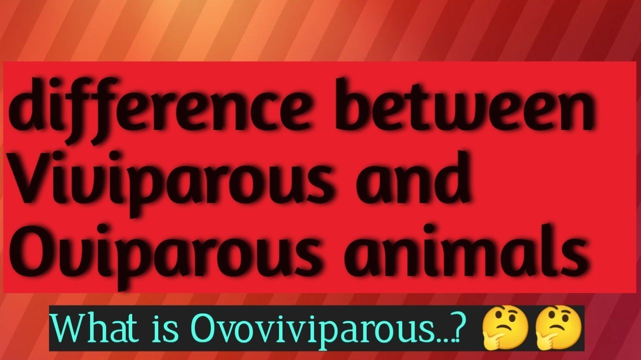 Oviparous vs Viviparous vs Ovoviviparous | Meaning and examples - YouTube