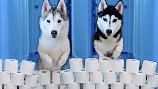 My Dog Reacts to the Toilet Paper Challenge | Huskies Vs Toilet Paper Rolls