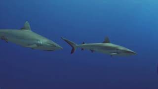 One Ocean Crew meet the Sea Ranger Service Part 1: Supporting our cause