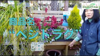 ♯98　木製花壇"ベジトラグ”　「たかが大きい木製プランターじゃん！」と思うことなかれ。植物がとてもよく育つのです！