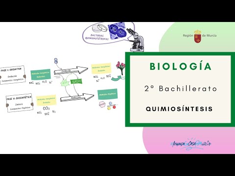 Video: ¿Qué son las bacterias quimiosintéticas?