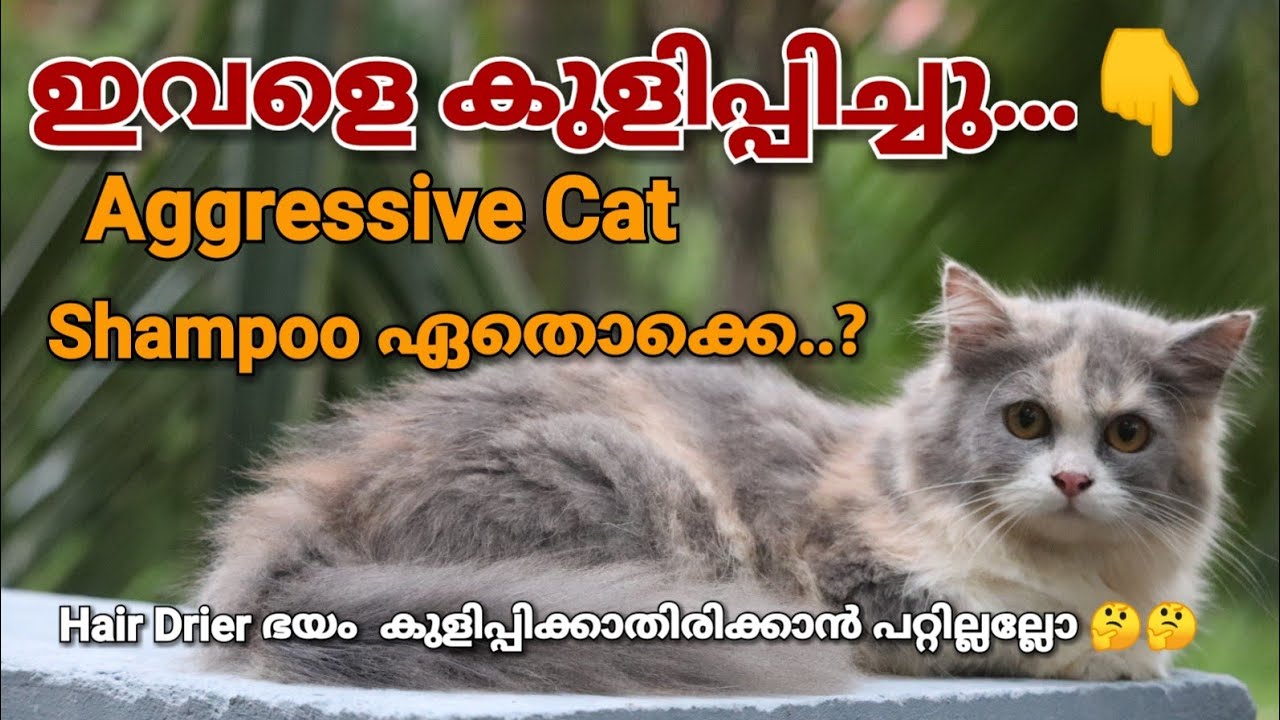 How To Bath Persian Cats Malayalam പൂച്ചയെ എങ്ങനെ കുളിപ്പിക്കാം mehrinscatvlog YouTube