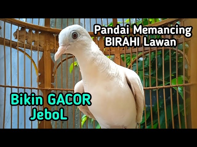 Perkutut putih gacor MANCING BIRAHI Perkutut lain Sukses Bikin Perkutut Gacor. class=