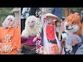 子どもも外国人観光客も泣き、笑い 京都妖怪行列 “伏見百鬼夜行”