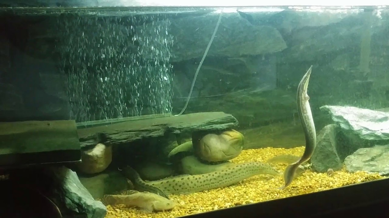 Spiny Eels Feeding Frenzy 2