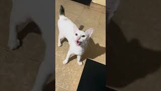 Cat love ❤️ #viral#trending#catshorts#new#pets#srilankatrending
