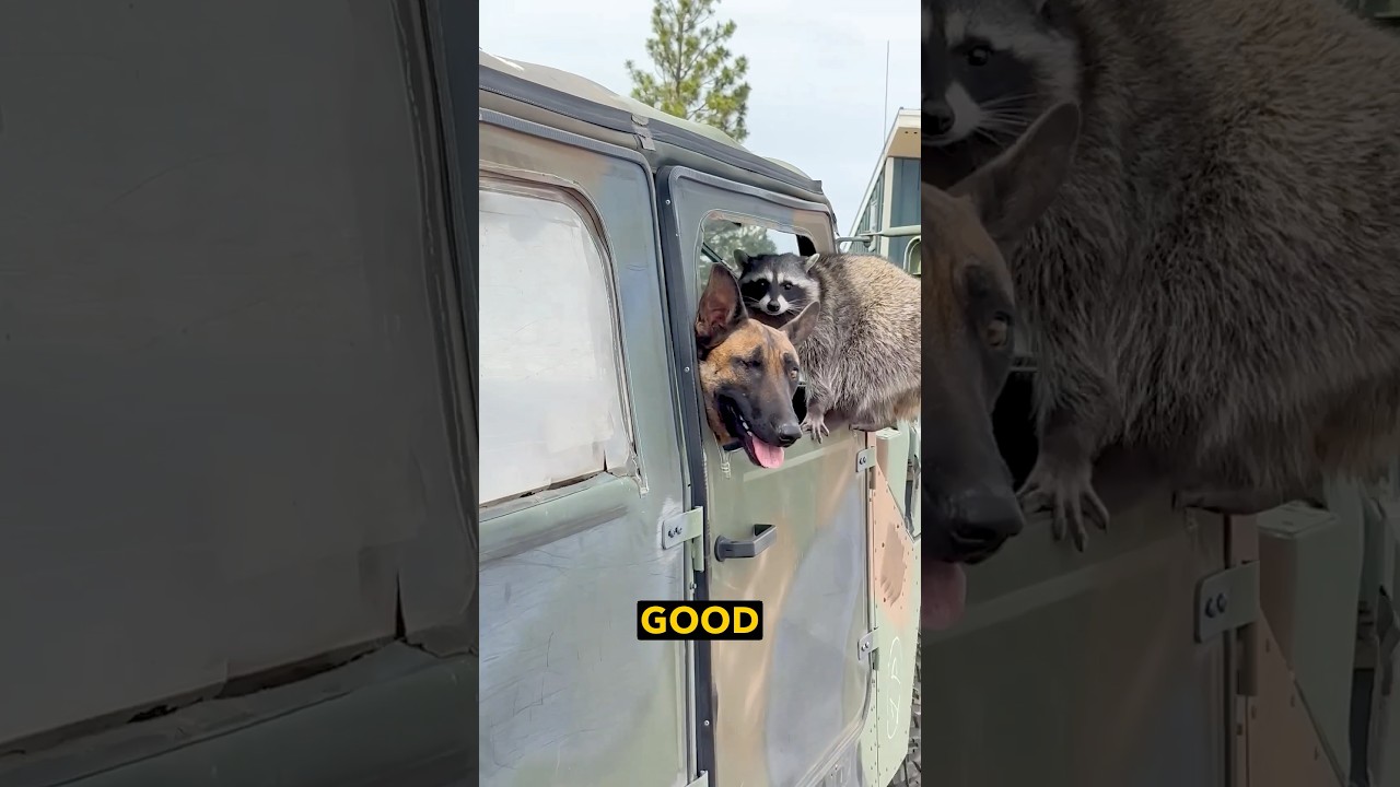 Wartime Raccoon in a Jeep