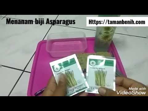 Video: Asparagus: Tumbuh Dari Biji