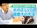 犬の正しい歯磨きの方法【歯に強い獣医師が解説】