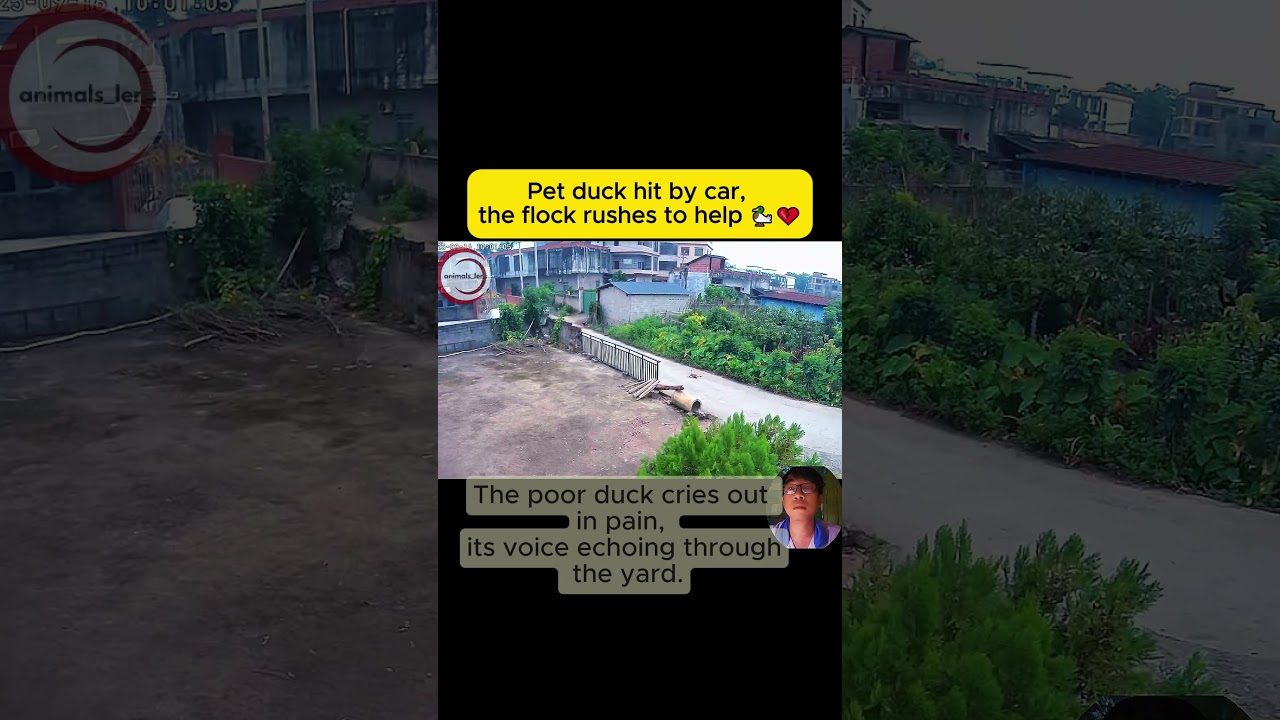 Pet duck hit by car, the flock rushes to help 
