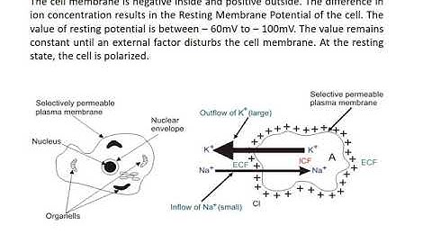 Origin Biopotentials