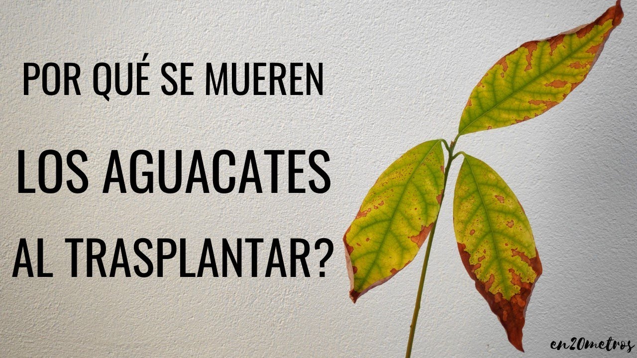 Por qué SE MUEREN los AGUACATES/PALTAS cuando los trasplanto