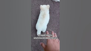 I found toby fox, what should I do with him?