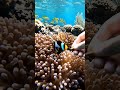 Peaceful Underwater Moments  GoPro POV Fish Feeding in Tropical Reef