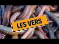 Les vers intestinaux  le vrai du faux   whydoc 6