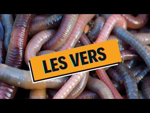 Vidéo: Quelle Est La Manière De Transférer Les œufs D'ascaris Aux Humains?