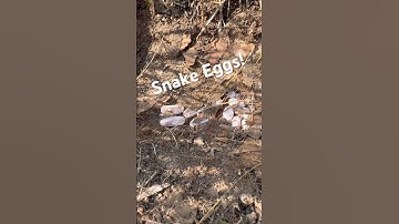 Snake a eggs found under a Concrete Pillar! #snake #eggs #nature #wild #northwoods
