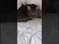 Wer ist da ?!🥰🥰🥰 #cat