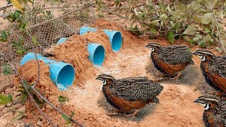 Awesome Quick Bird Trap Using Deep Hole With PVC - Easy Best Bird Traps Work 100%