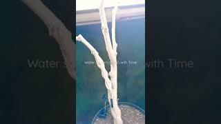 How To Water Large Indoor Plants? . Clean, Clean Smart And Save Energy.