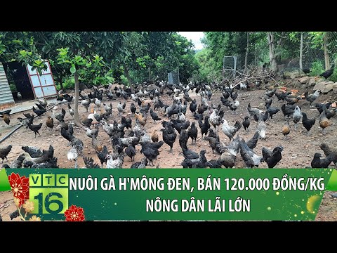 Video Nuôi gà H'mông đen, bán 120.000 đồng/kg: Nông dân lãi... - youtube
