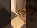 捜索するポメコギ