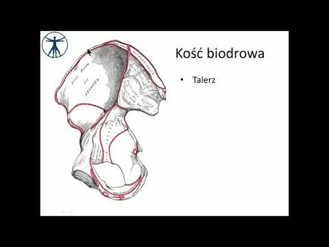 Wideo: Anatomia, Schemat I Funkcja Męskich Kości Miednicy - Mapy Ciała