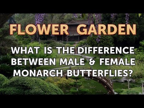 What Is the Difference Between Male & Female Monarch Butterflies?