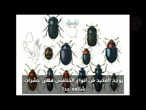 فيديو: ما الخنافس الموجودة في وسط روسيا