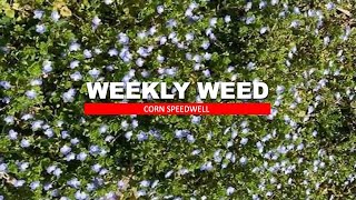 Weekly Weed: Corn Speedwell