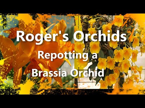 Repotting a Brassia Orchid 