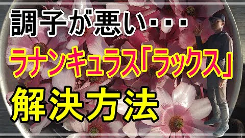 育てないと後悔します アネモネ ラナンキュラスラックス Mp3