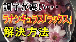 [ガーデニング] ラナンキュラス「ラックス」の育て方～調子が悪い時の解決方法～「プロガーデナーが一年かけてお届けするラナンキュラス「ラックス」の育て方」