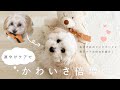 【かわいさ倍増！】涙やけ対策教えます❤︎おすすめのドッグフードと毎日ケアを紹介！【マルプー】