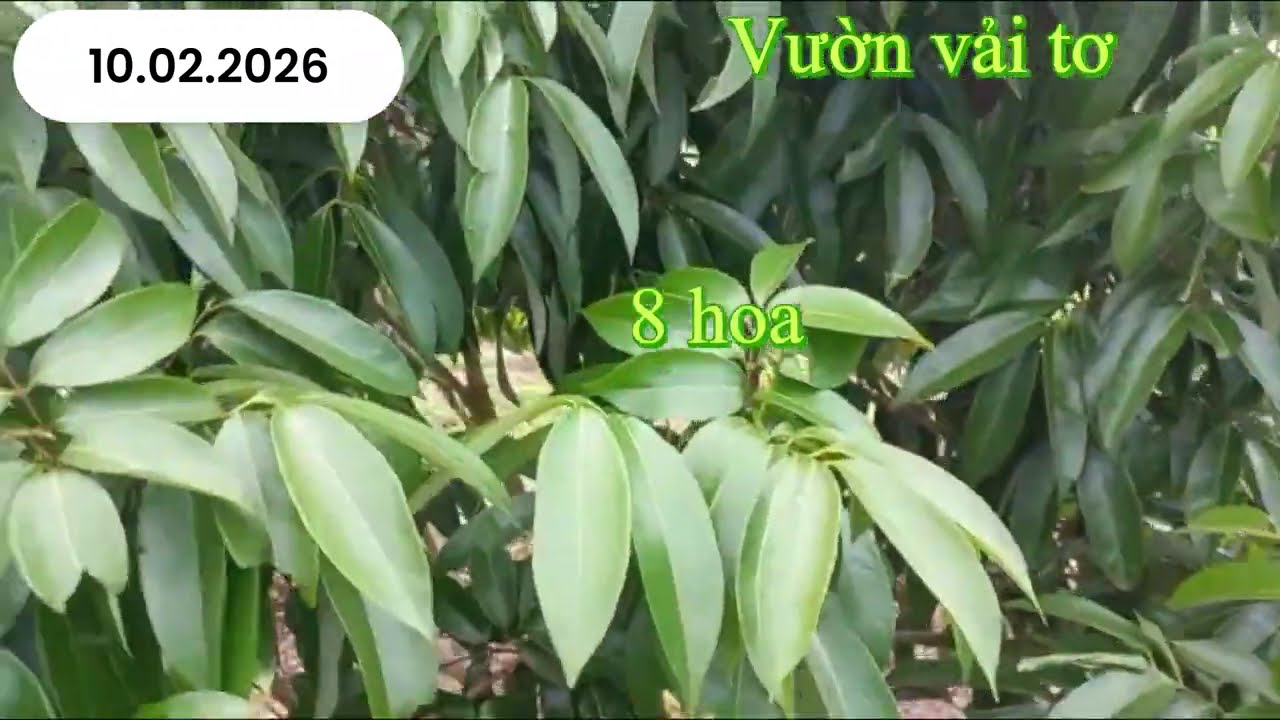 What saved my lychee orchard in Dak Lak from 5% blooming before Tet holiday to 90% blooming after