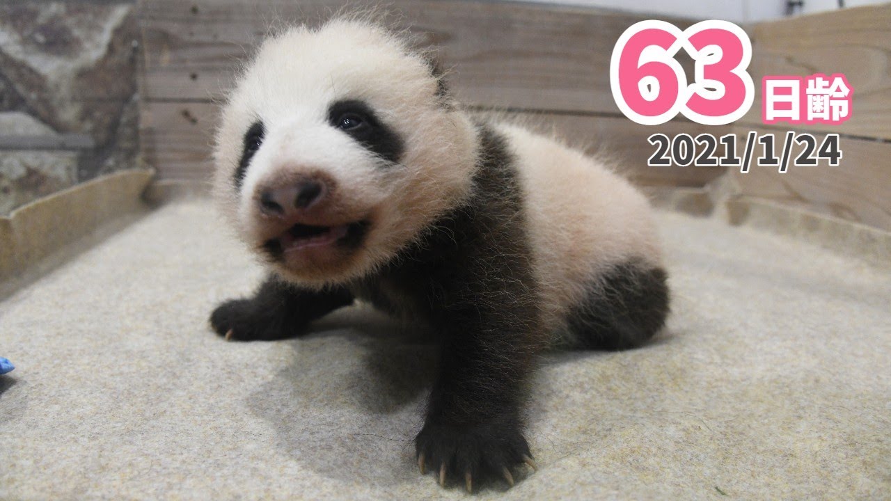 パンダの赤ちゃん ワンッ 驚きの鳴き声 63日齢
