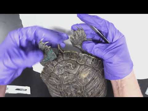 Turtle Part 1 - External Anatomy of a Turtle