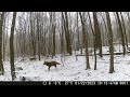 Michigan Trail Cameras: January 8, 2023 - February 2, 2023 (Cameras 1 &amp; 2)