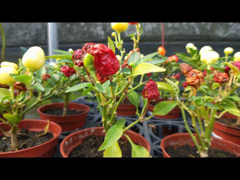 Capsicum annuum 植物觀察 五彩椒