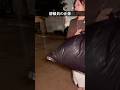 お金で警察を買収する2人組だったが... #shorts #ショートドラマ #北本さおり