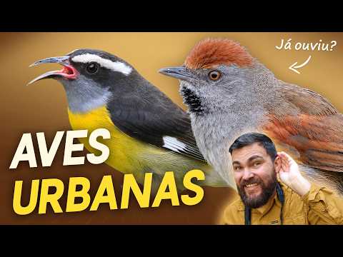 A CITY BIRD you've probably already HEARD! #OrnithologistAnswers