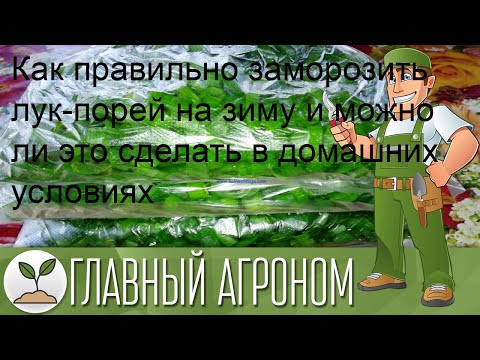 Как правильно заморозить лук-порей на зиму и можно ли это сделать в домашних условиях