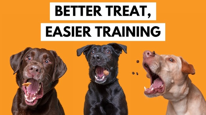 petgeek interactive dog feeder training｜TikTok Search