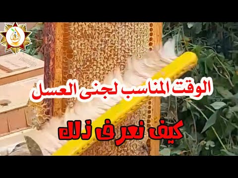 الوقت المناسب لجنى العسل لا تجنى العسل قبل أن تشاهذ هذا الفيديو