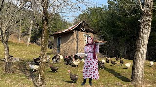 Cooking Unleavened Halvai Bread in the Oven to Care for Animals