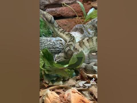 Halmahera Pythons Morelia tracyae. #scrubpython #tgif #pythons # ...