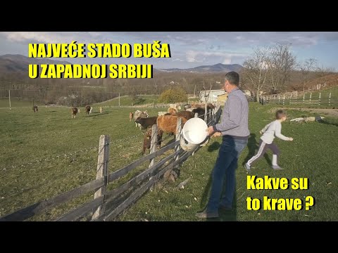 Video: Iz koje zemlje dolaze šakali?