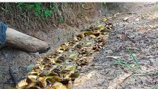 Download lagu Ikan Pada Terdampar Di Sungai Kering, Akibat Kemarau Panjang.