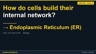 Endoplasmic Reticulum (ER) | ICSE-ISC Class 9 Biology | Synapse
